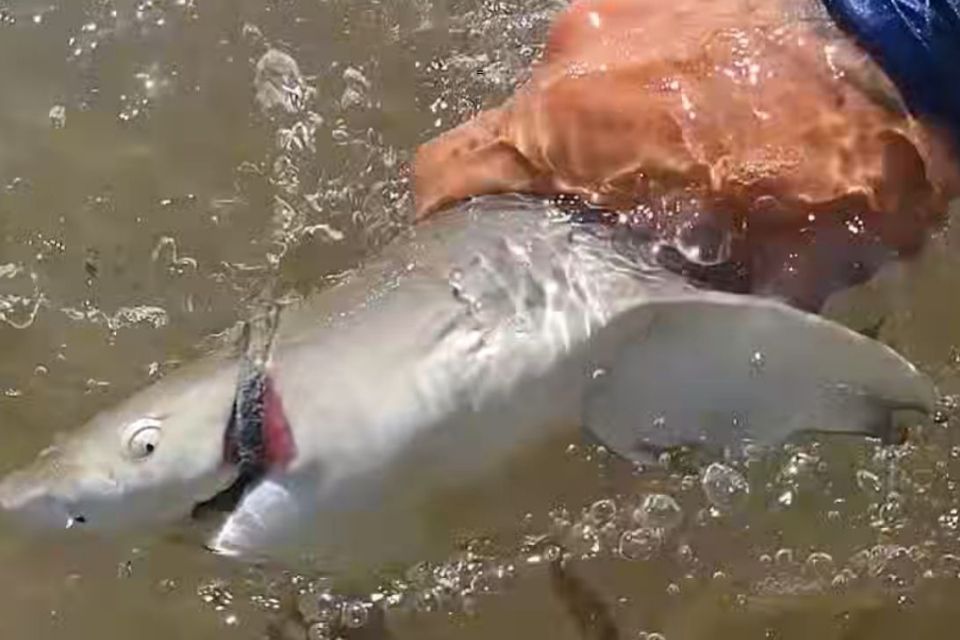 Animal foi encontrado em uma praia da ilha/Foto: Reprodução/Instagram