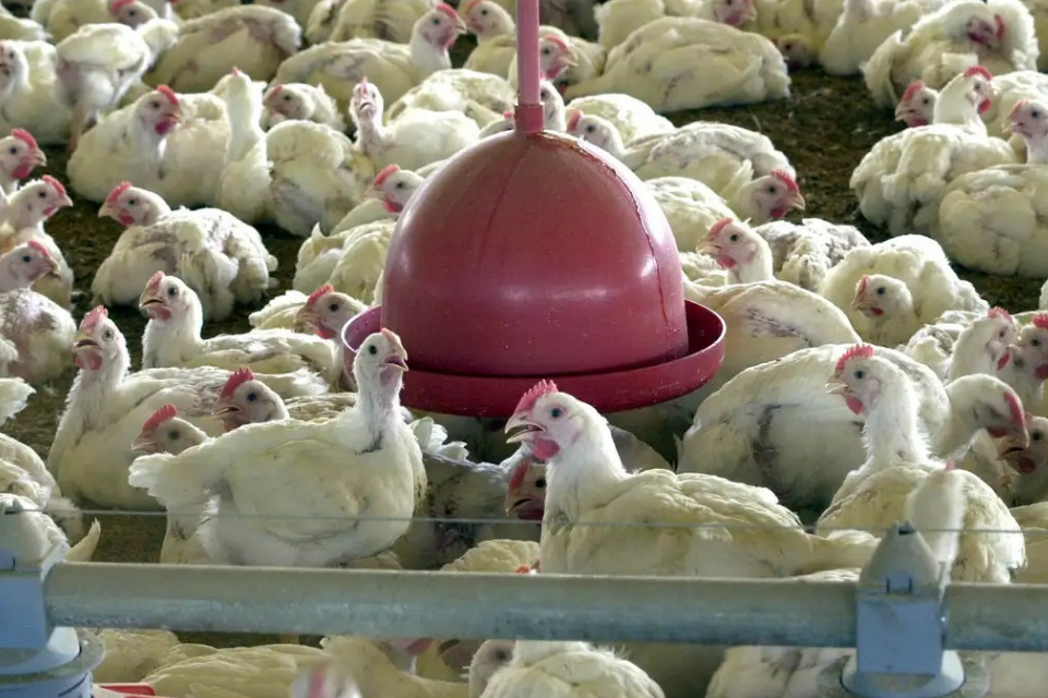 /Foto: Arquivo/Agência Brasil /Foto: Arquivo/Agência Brasil