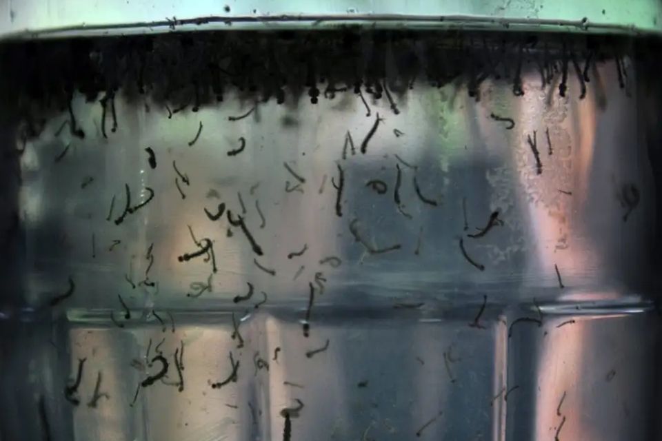 Em 2024, Pernambuco contabilizou 12.884 casos de dengue (Foto: Arquivo/Agência Brasil) Em 2024, Pernambuco contabilizou 12.884 casos de dengue/Foto: Arquivo/Agência Brasil