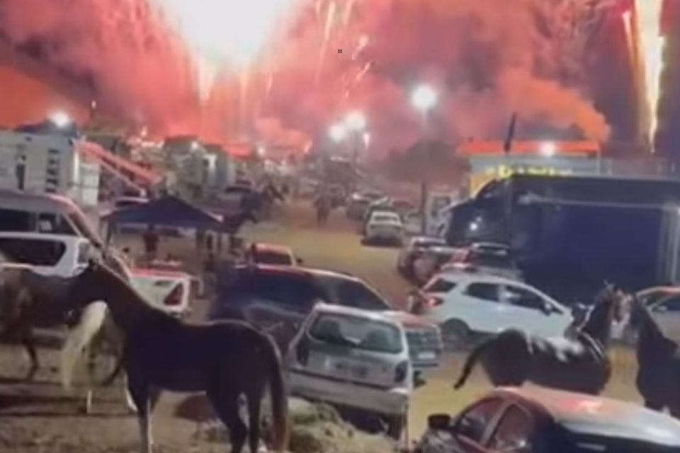 Os animais se assustaram com o barulho dos fogos/Foto: Reprodução/Instagram