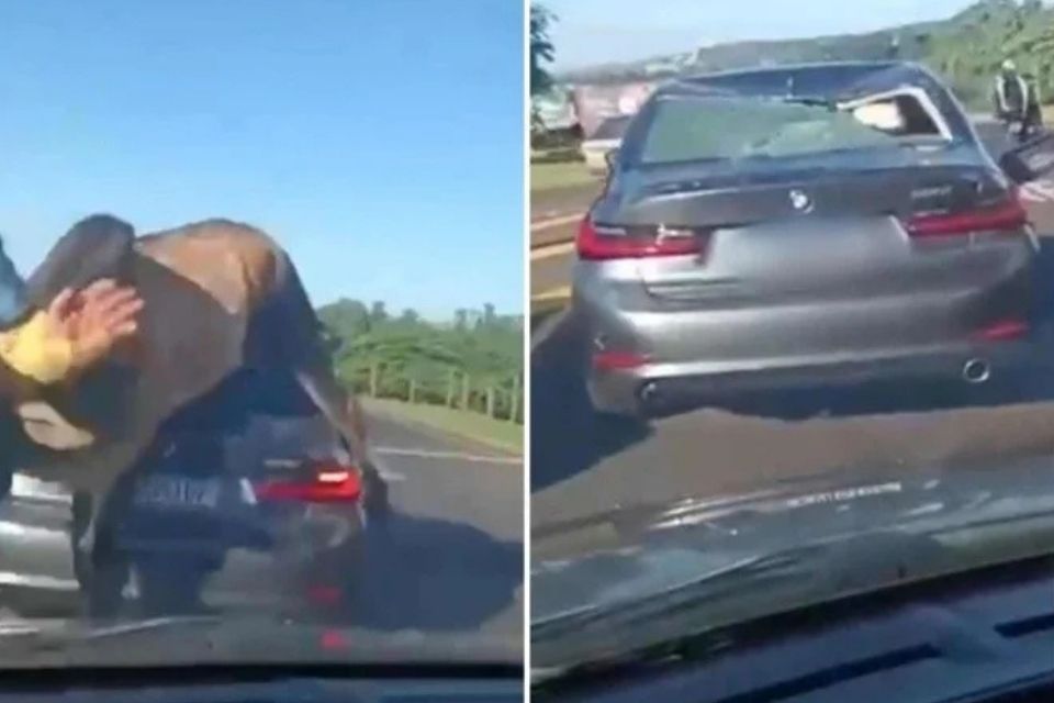 O animal tenta então pular o veículo, não consegue e caí sobre o porta-malas/foto: Reprodução/X O animal tenta então pular o veículo, não consegue e caí sobre o porta-malas/foto: Reprodução/X