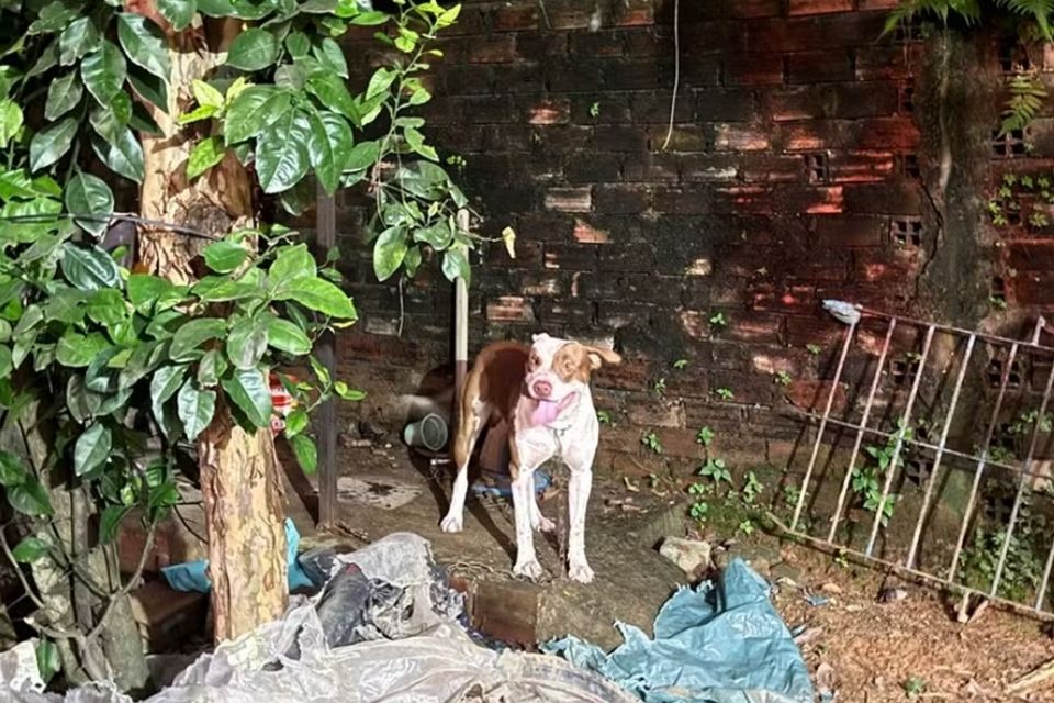 Animal costuma ficar no quintal da casa da tutora/Foto: Reprodução/Instagram