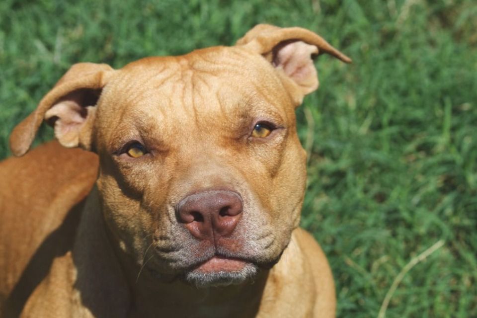 Cachorro da raça Pitbull/Sandy James/DP Cachorro da raça Pitbull/Sandy James/DP