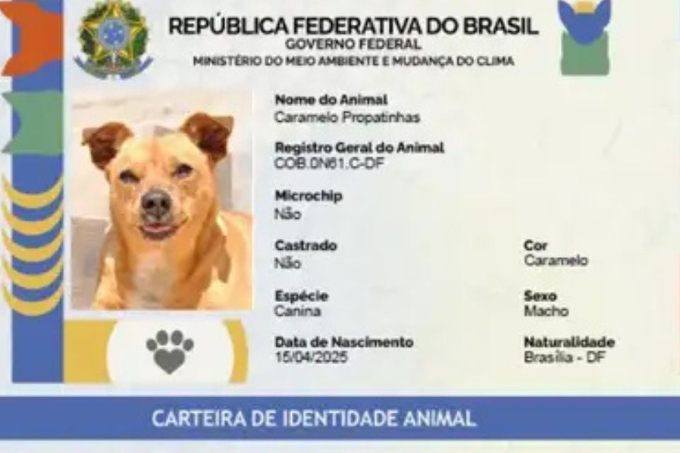 Tela de início do Sinpatinhas, que permite o cadastro de cães e gatos/foto: Planalto/Divulgação Tela de início do Sinpatinhas, que permite o cadastro de cães e gatos/foto: Planalto/Divulgação