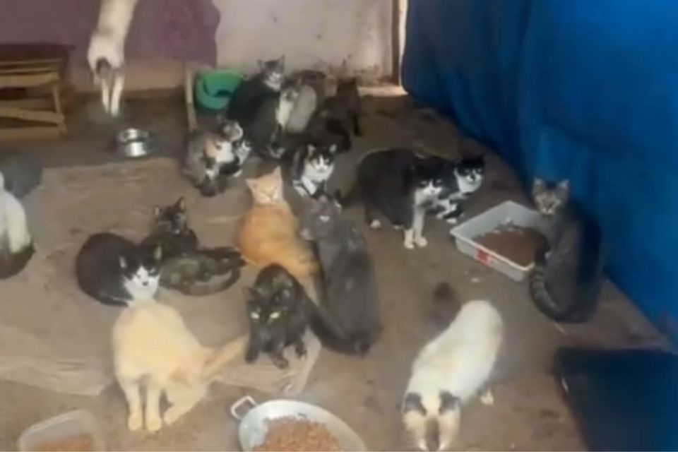 A comercialização ilegal do sangue felino acontecia em Jaboticabal, interior de SP/foto: Reprodução A comercialização ilegal do sangue felino acontecia em Jaboticabal, interior de SP/foto: Reprodução