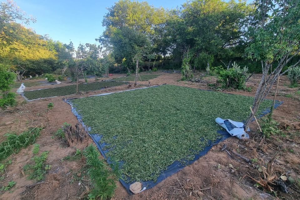 Plantação foi localizada na zona rural de Belém do São Francisco/Divulgação/PF Plantação foi localizada na zona rural de Belém do São Francisco/Divulgação/PF