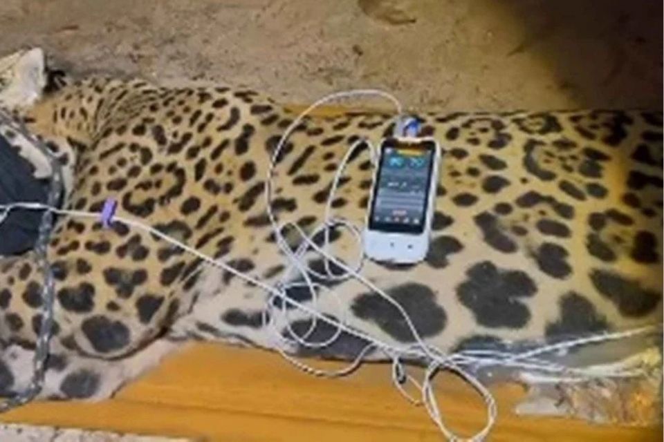 
Onça que devorou caseiro é capturada