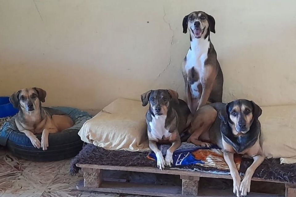 O abrigo já passou por diversas crises, mas não deixou de acolher os animais de rua/Foto: Reprodução/Instagram O abrigo já passou por diversas crises, mas não deixou de acolher os animais de rua/Foto: Reprodução/Instagram
