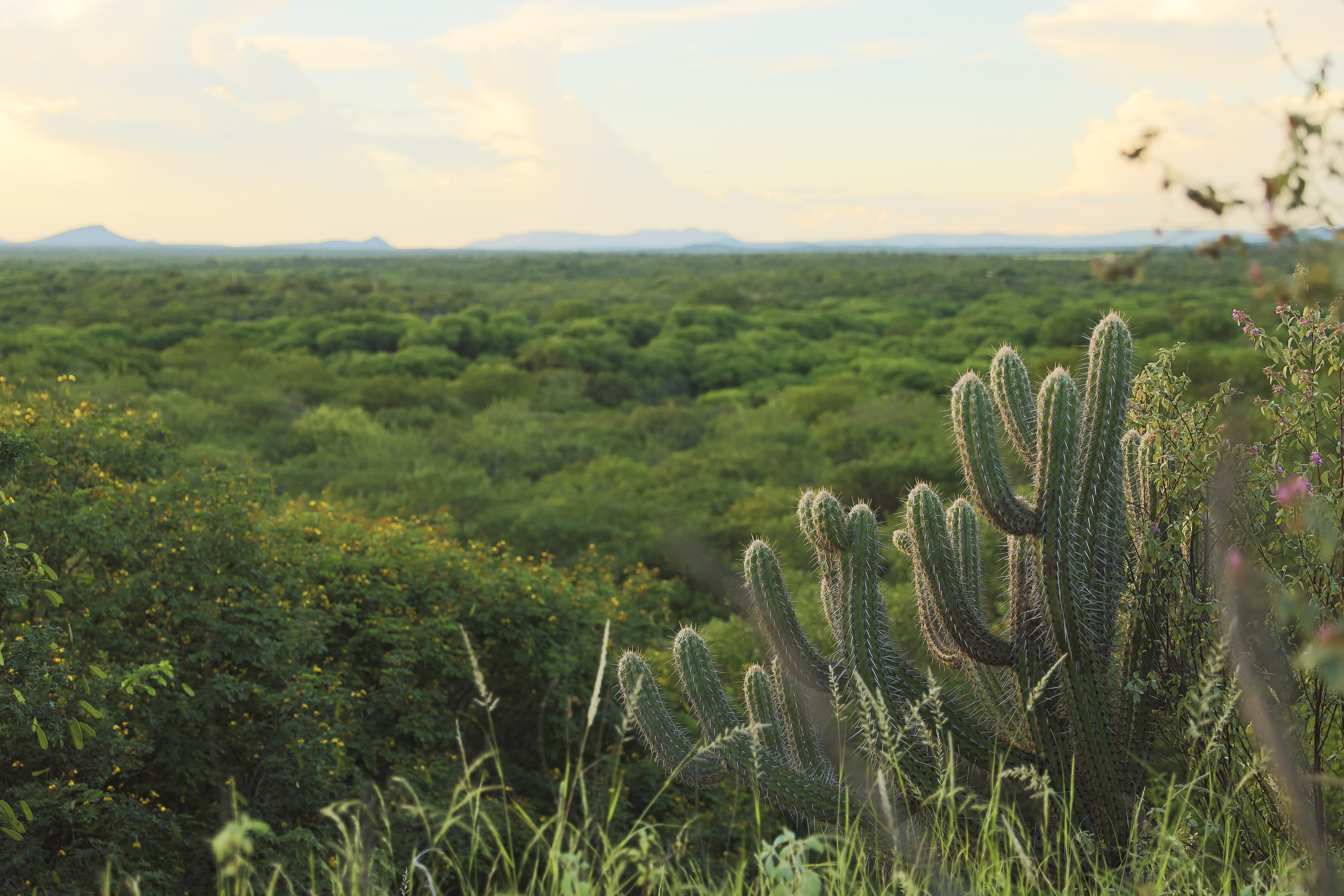 Caatinga é bioma exclusivo do Brasil/Foto: Divulgação Caatinga é bioma exclusivo do Brasil/Foto: Divulgação
