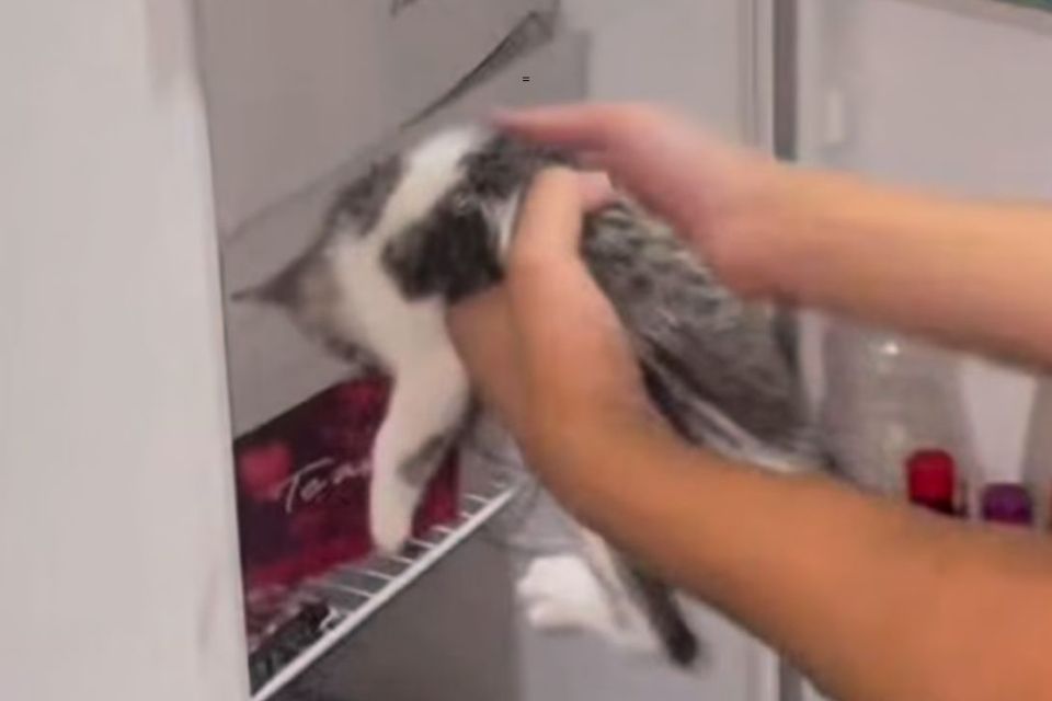 O animal foi colocado no congelador pelos tutores/Foto: Reprodução/Instagram O animal foi colocado no congelador pelos tutores/Foto: Reprodução/Instagram