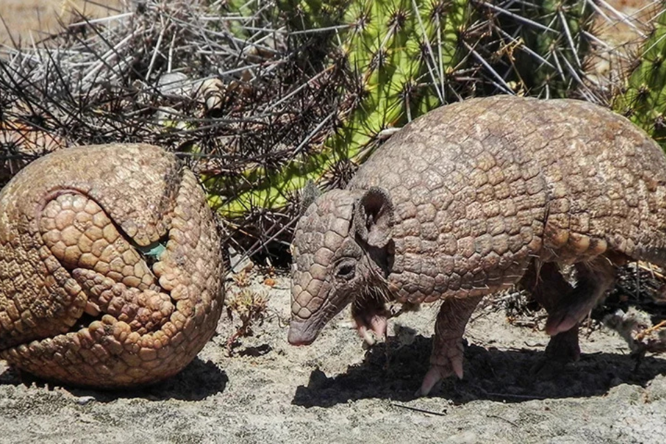 Tatu-Bola - Animal da Caatinga, sua população foi reduzida em 45% em 20 anos. A caça e a degradação ao ambiente em que eles vivem são as causas do risco de extinção do animal, que vem sendo protegido por organizações não governamentais./Arquivo ICMBio Tatu-Bola - Animal da Caatinga, sua população foi reduzida em 45% em 20 anos. A caça e a degradação ao ambiente em que eles vivem são as causas do risco de extinção do animal, que vem sendo protegido por organizações não governamentais./Arquivo ICMBio
