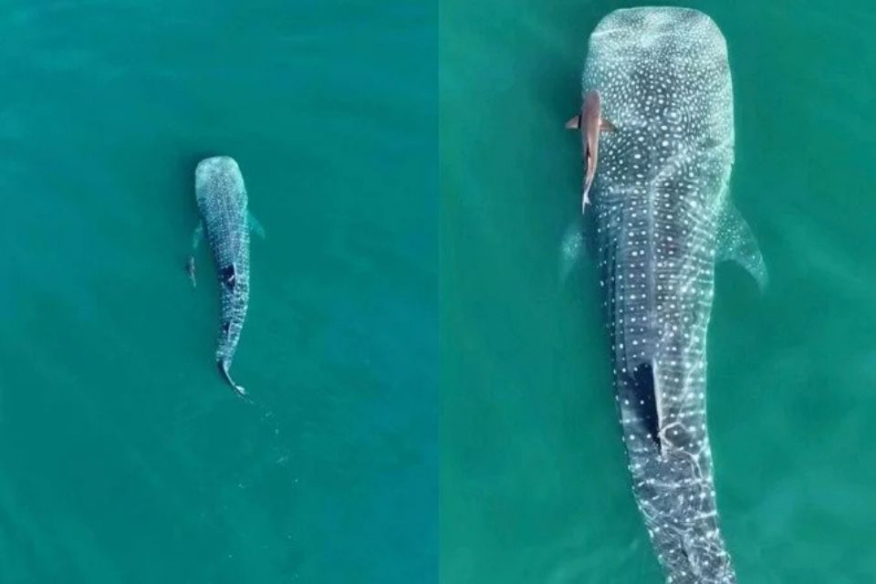 Tubarão-baleia é registrado em Ilhabela, em SP/foto: Reprodução/Instagram Tubarão-baleia é registrado em Ilhabela, em SP/foto: Reprodução/Instagram