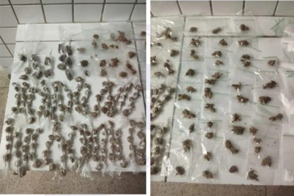 /Polícia Militar de Pernambuco