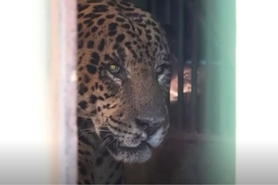 Ossos serão comparados com amostras do lugar do ataque
