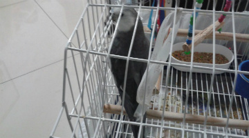 Calopsita desaparecida canta hino do Galo