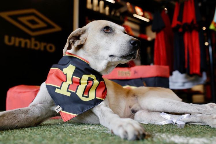 Colher Pau durante o lançamento da linha de produtos Pet do Leão 