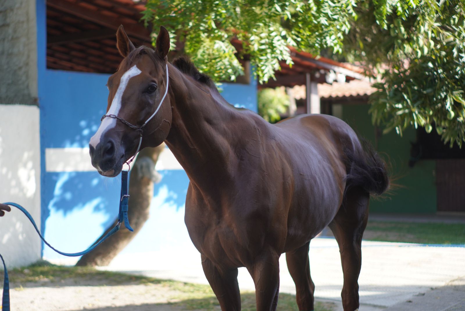 Cavalo In Fact tenta recuperar favoritismo no Bento Magalhães